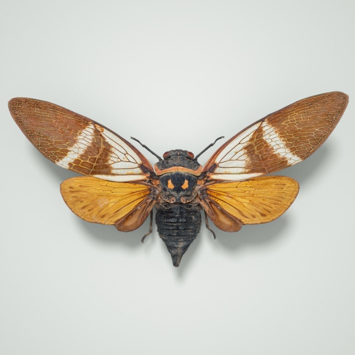 Cicada Anhamia Floridula Vietnam Insect