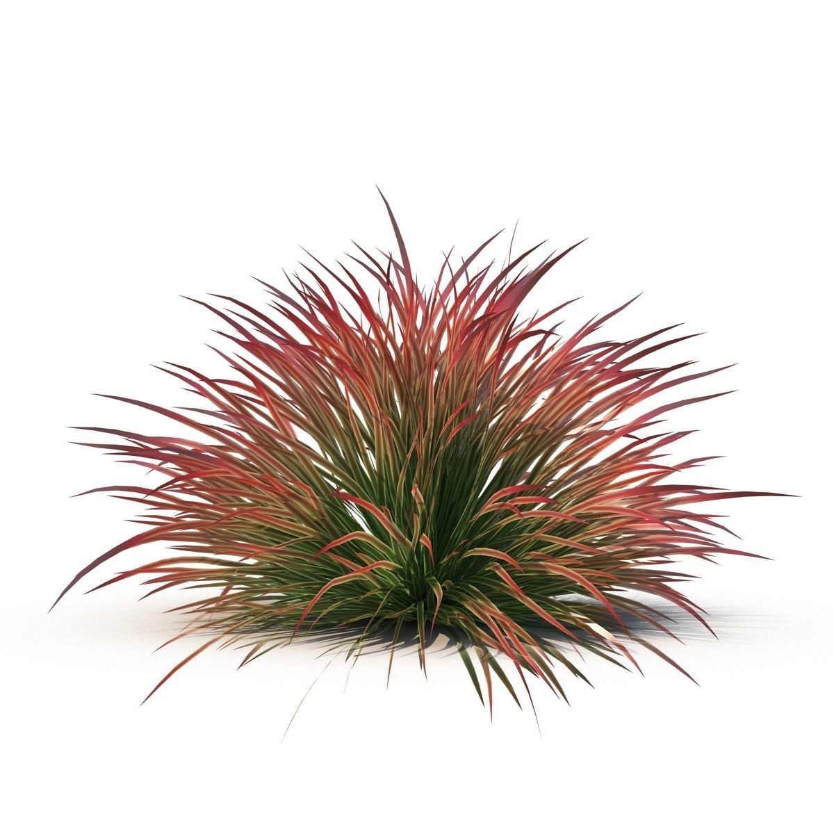 Cherry sparkler fountain grass 3D model | CGTrader