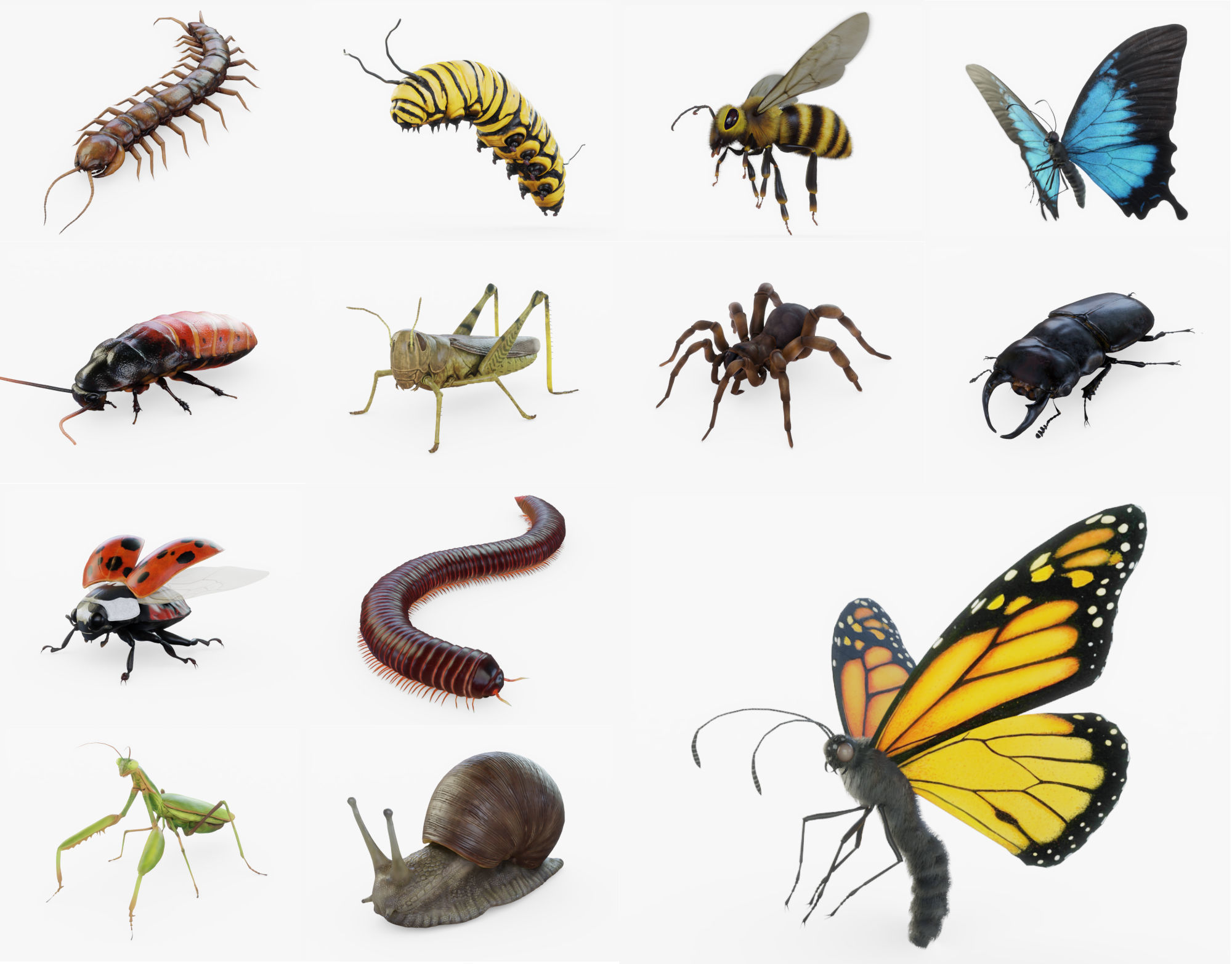 Insect Collection Rigged FULL Low-poly 3D model