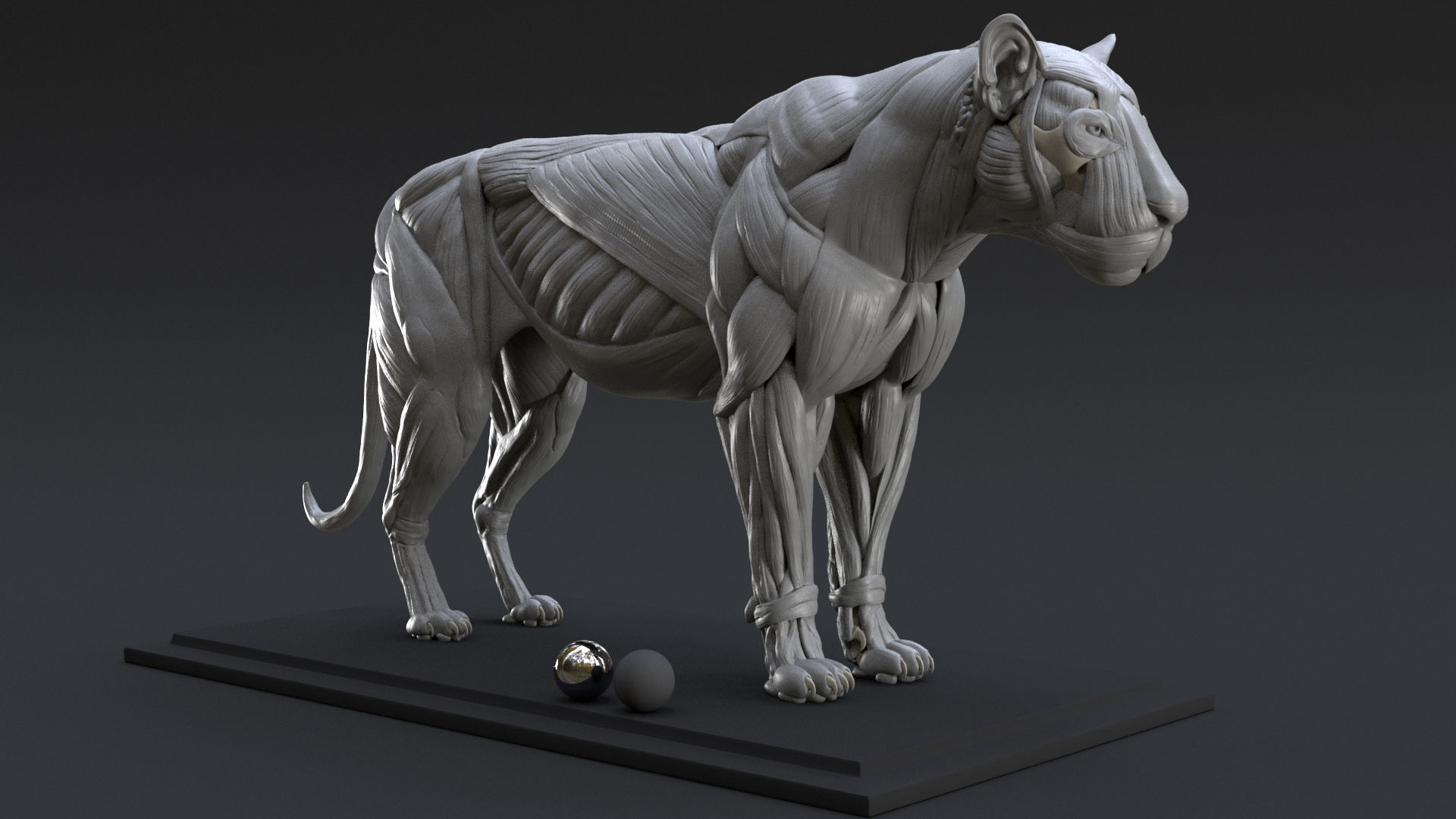 ecorche model
