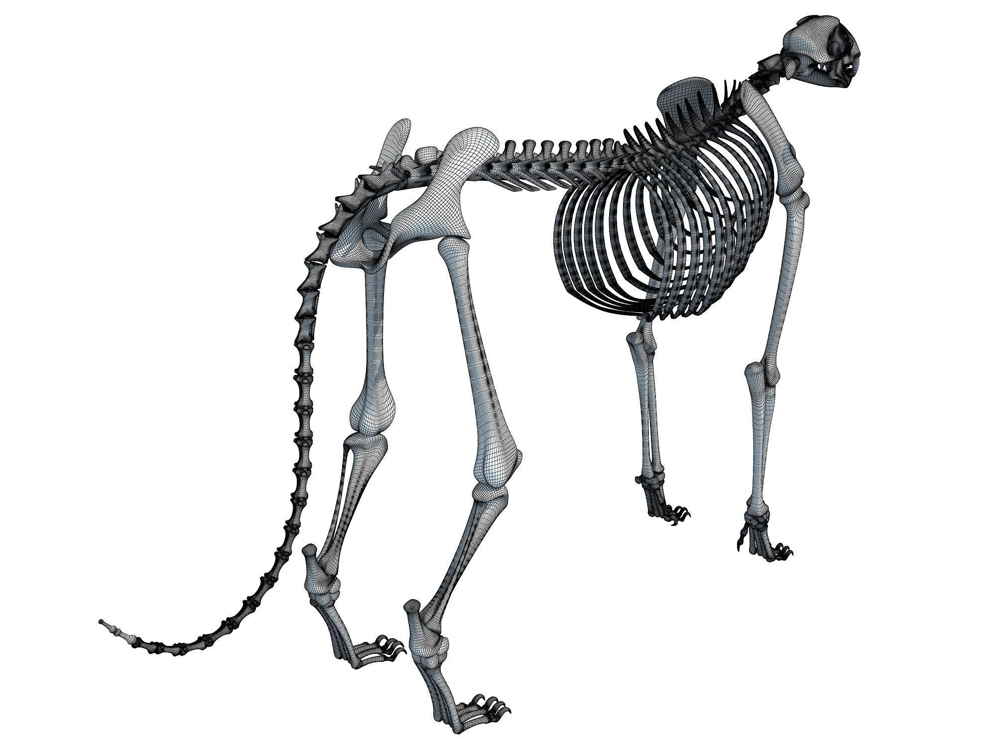 Animal Skeleton 3D Models 3D model CGTrader