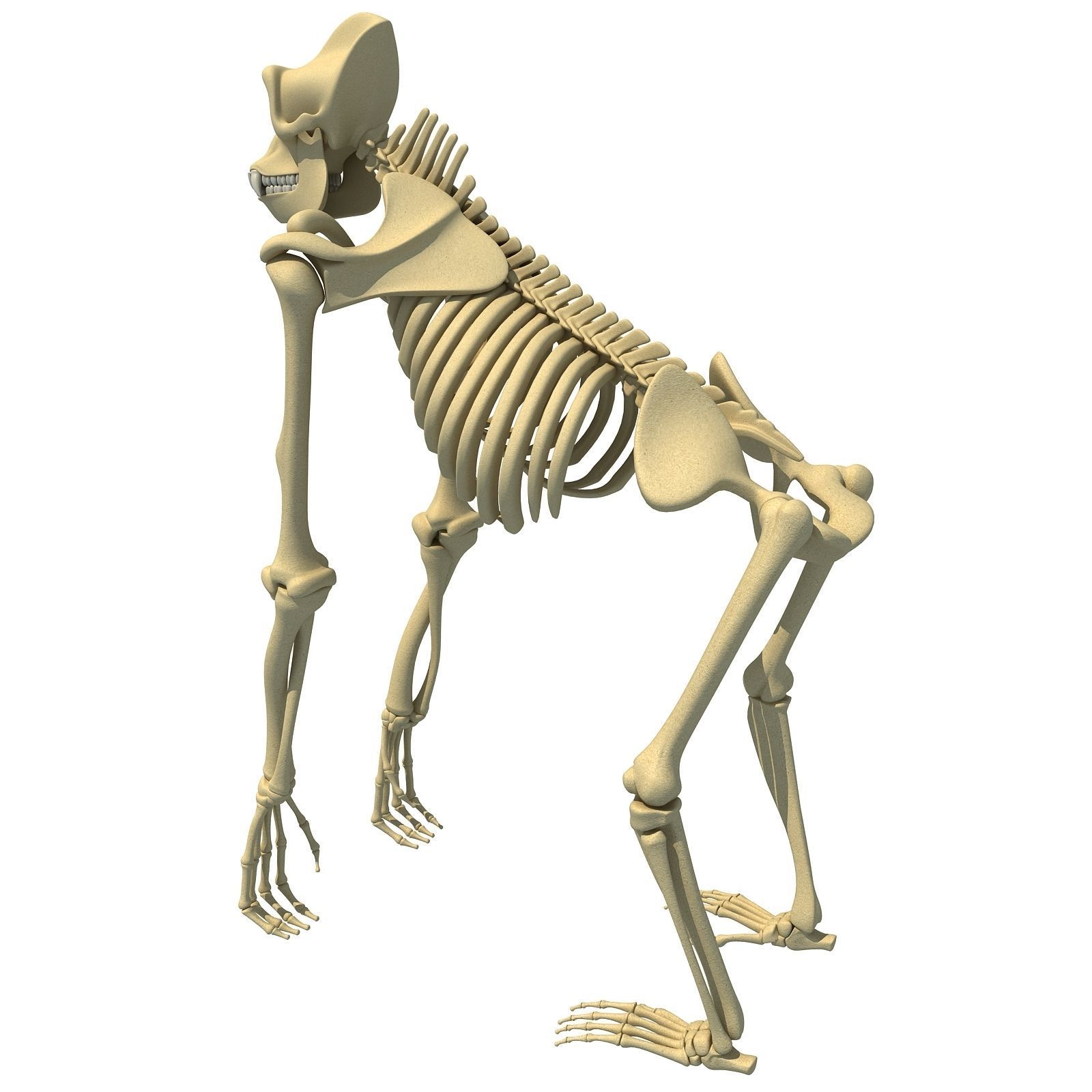 Animal Skeleton 3D Models 3D model CGTrader