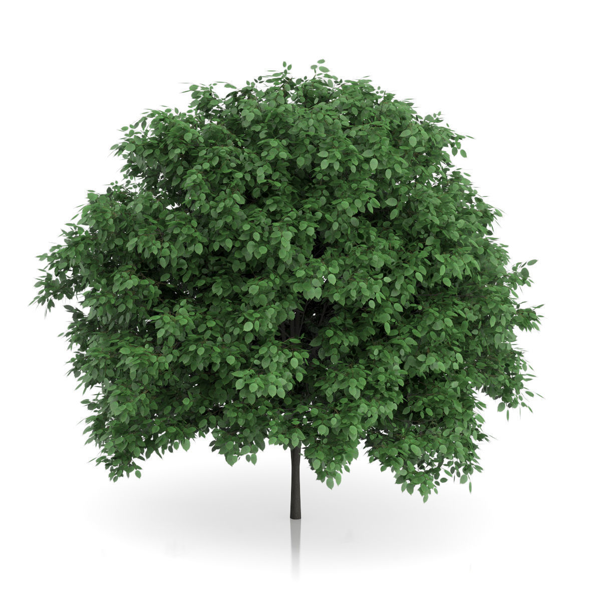 Common Hornbeam Tree Carpinus betulus