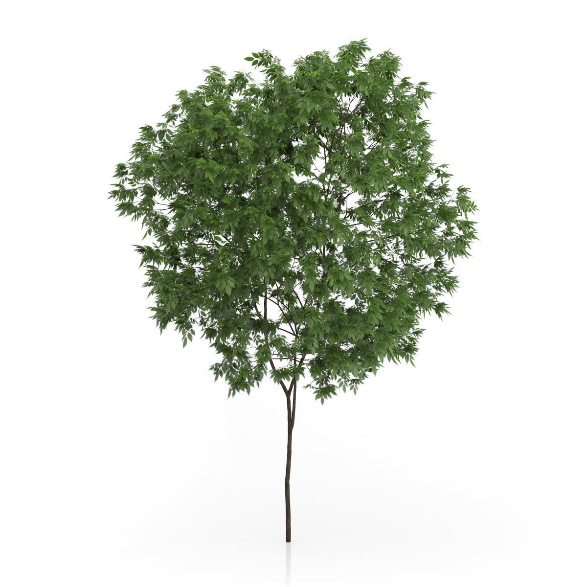 Elderberry Tree Sambucus nigra
