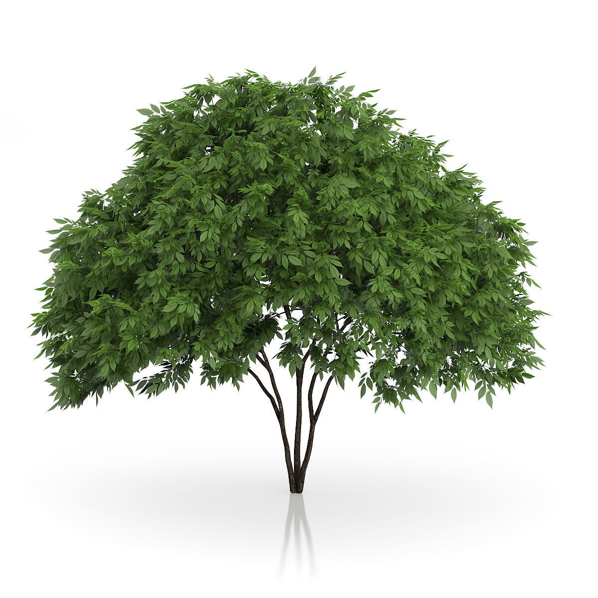 Elderberry Tree Sambucus nigra