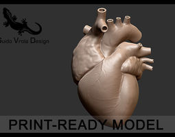 Anatomical Human Heart 3D Model 3D printable STL | CGTrader.com
