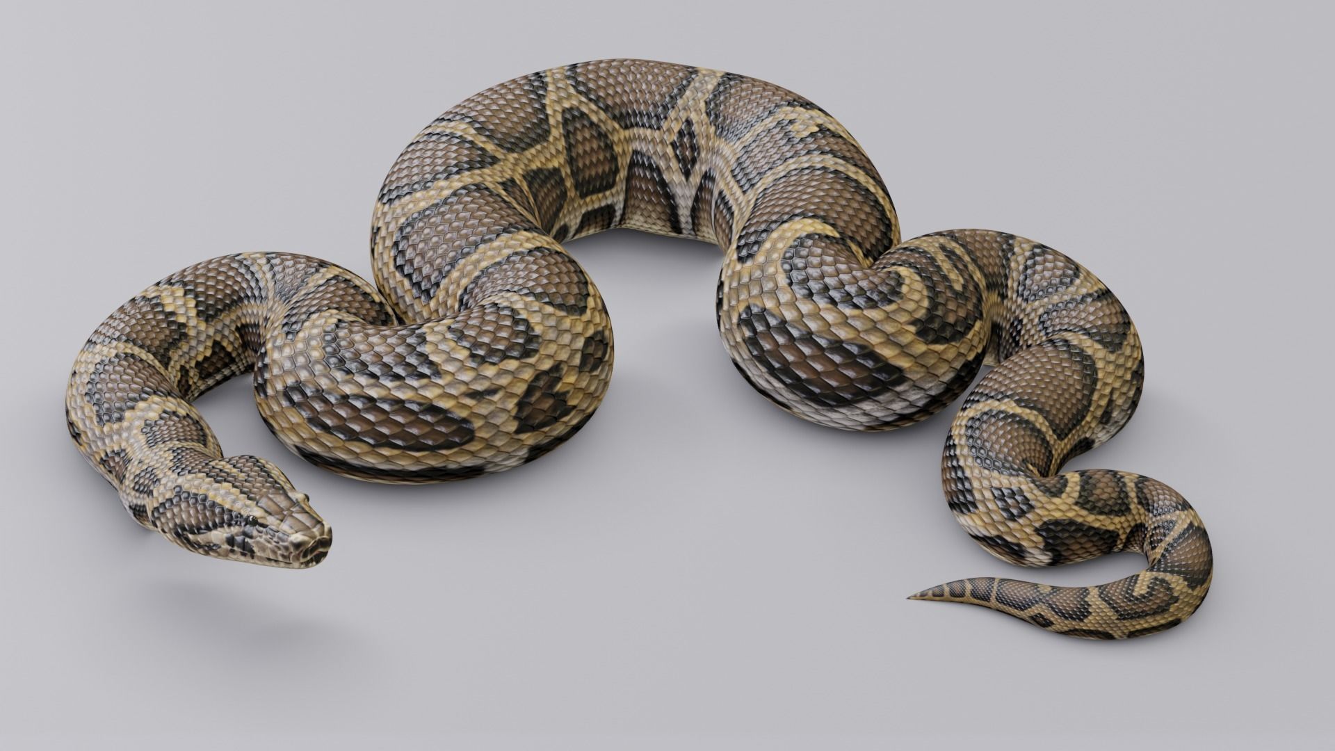 Animated Burmese Python