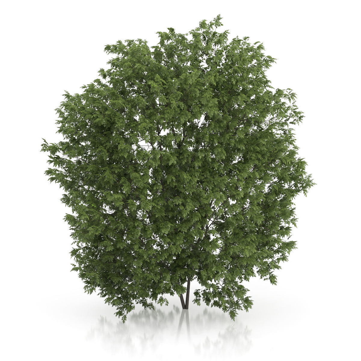 Hackberry Tree Prunus padus