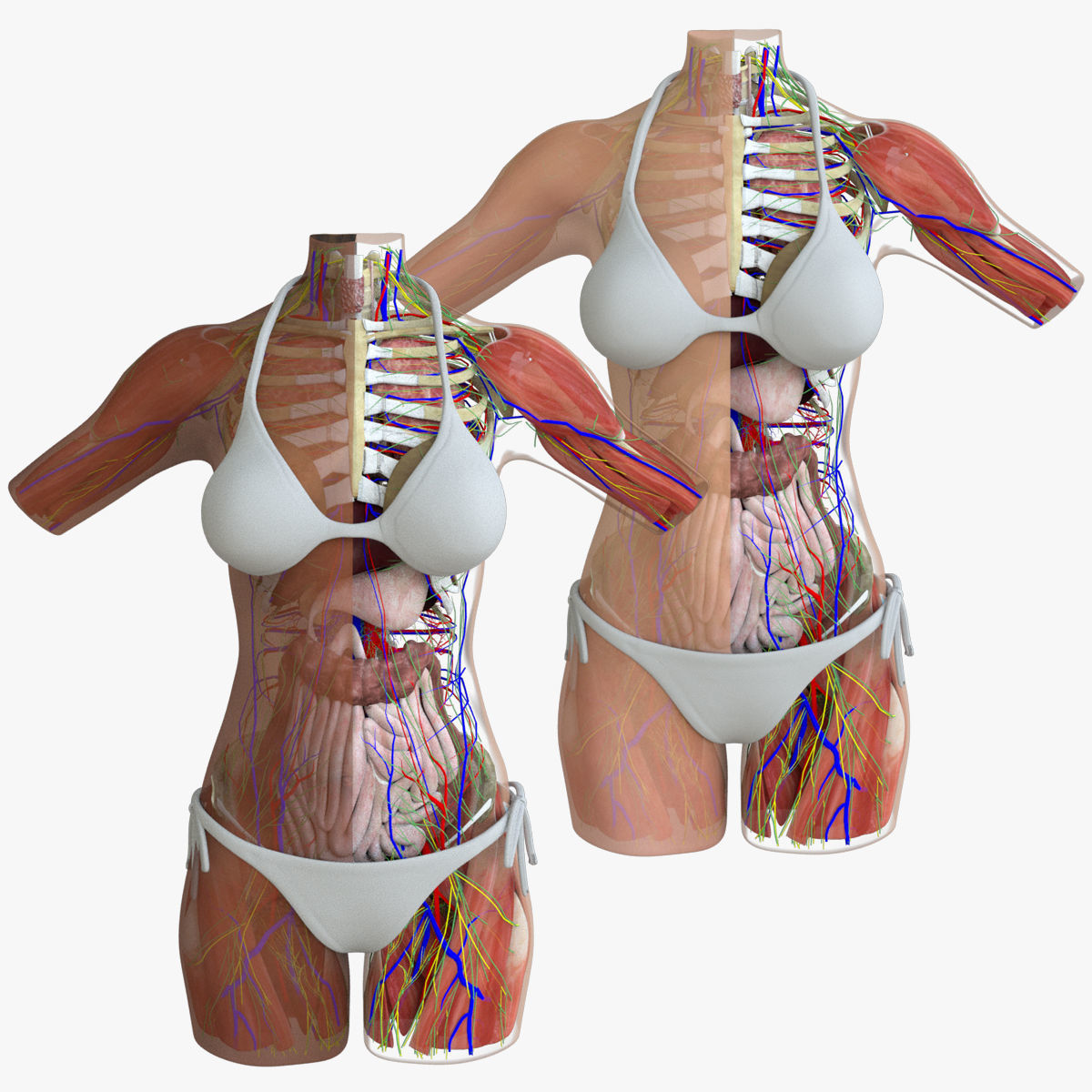 figure 2.7 human torso model