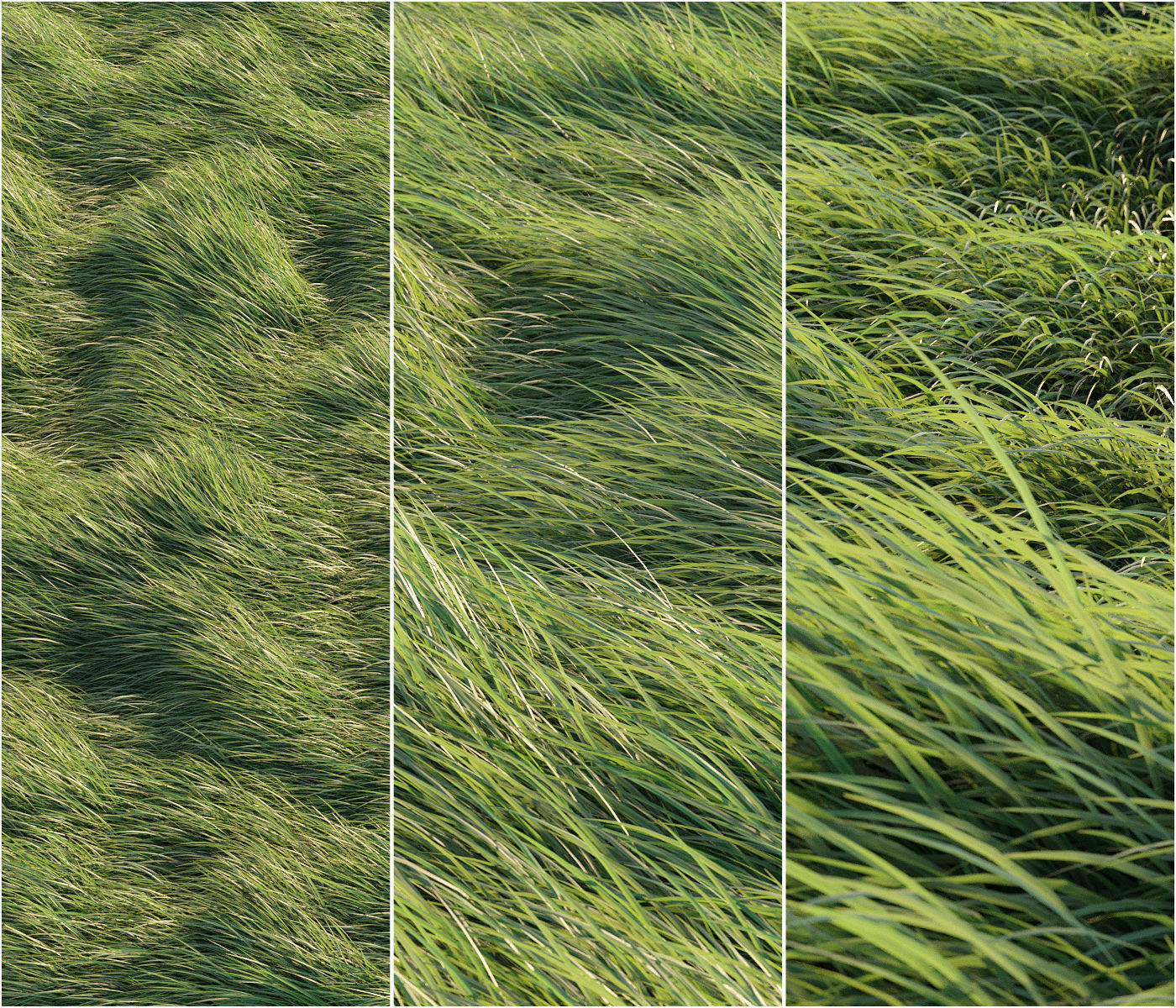 Long grass