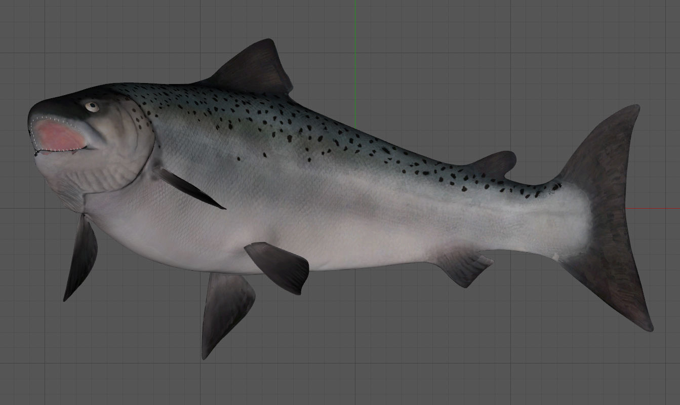 Fish sazan
