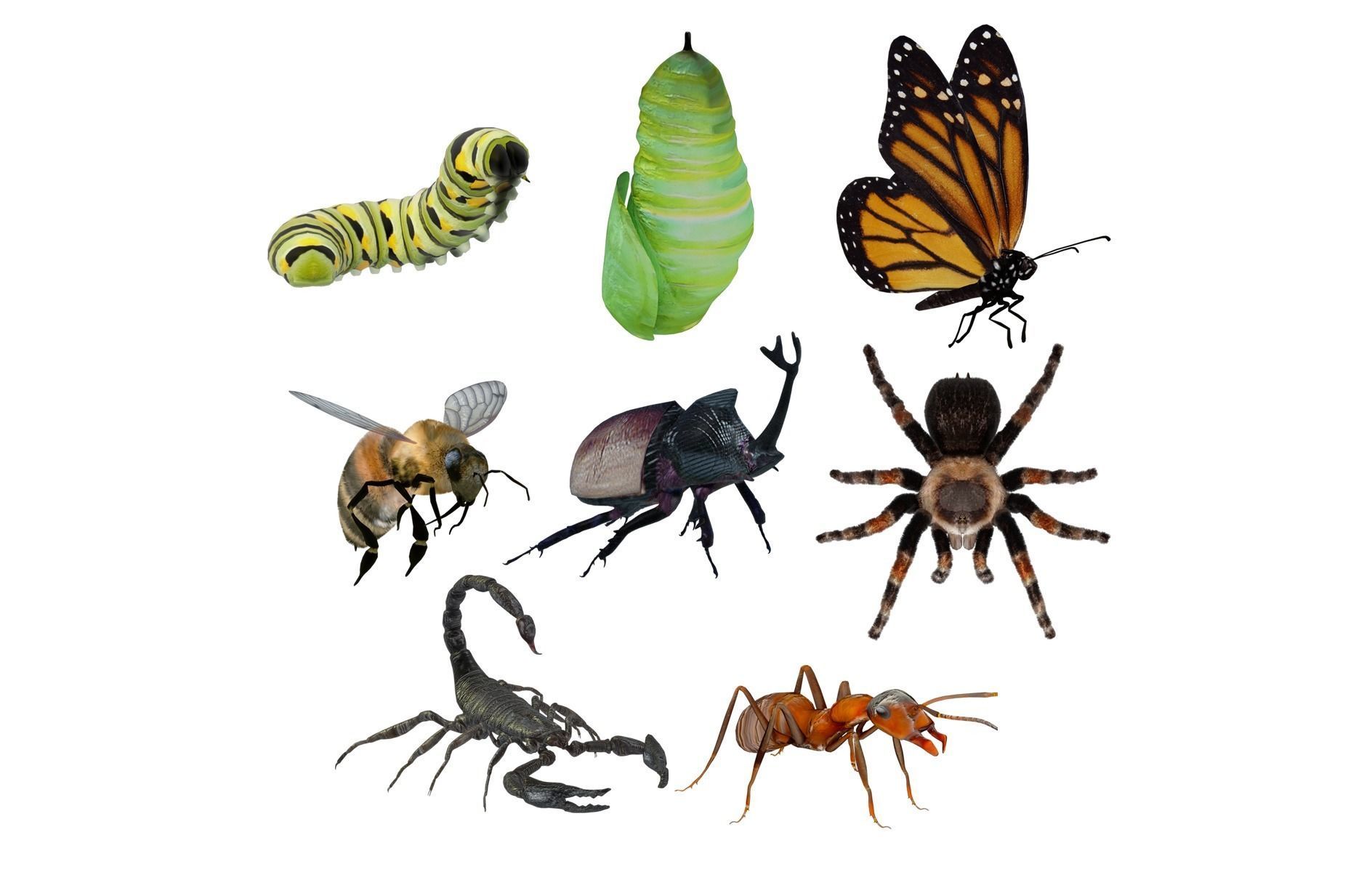 Insects Pack Ultra