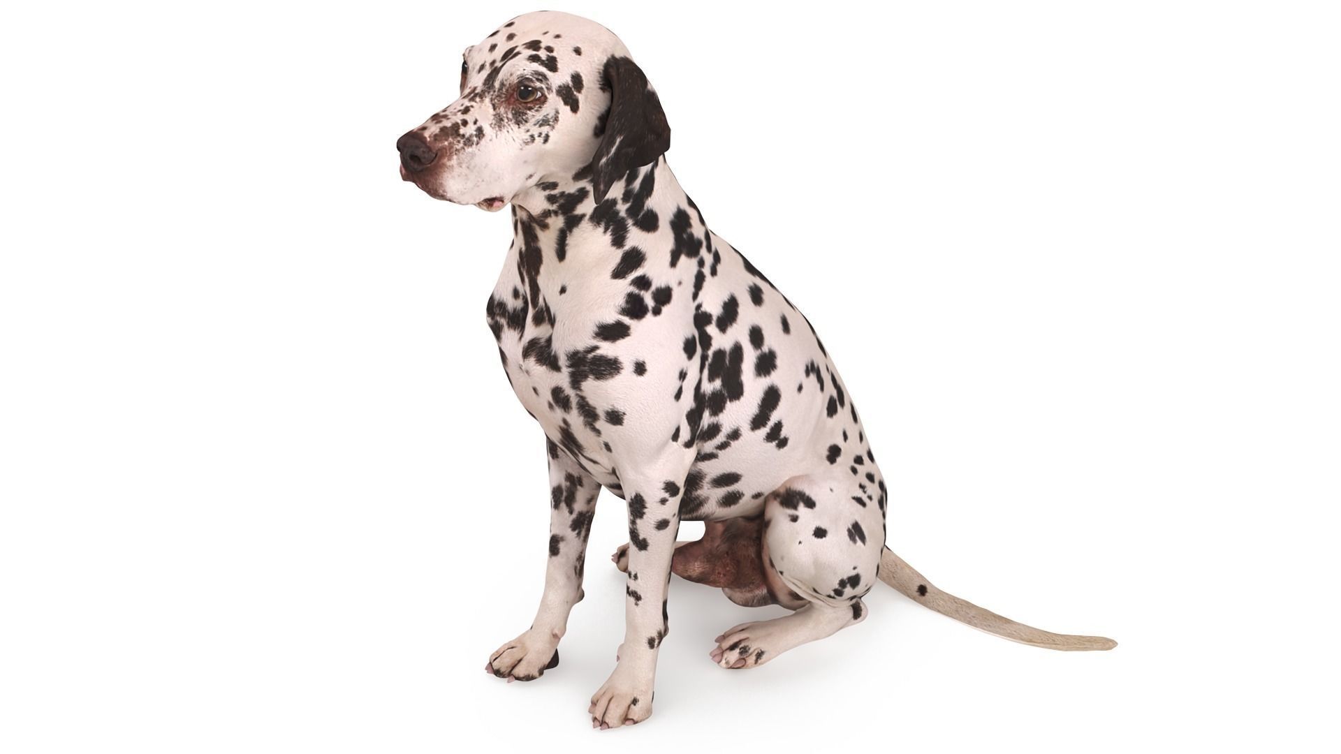 Dalmatian Dog Sitting