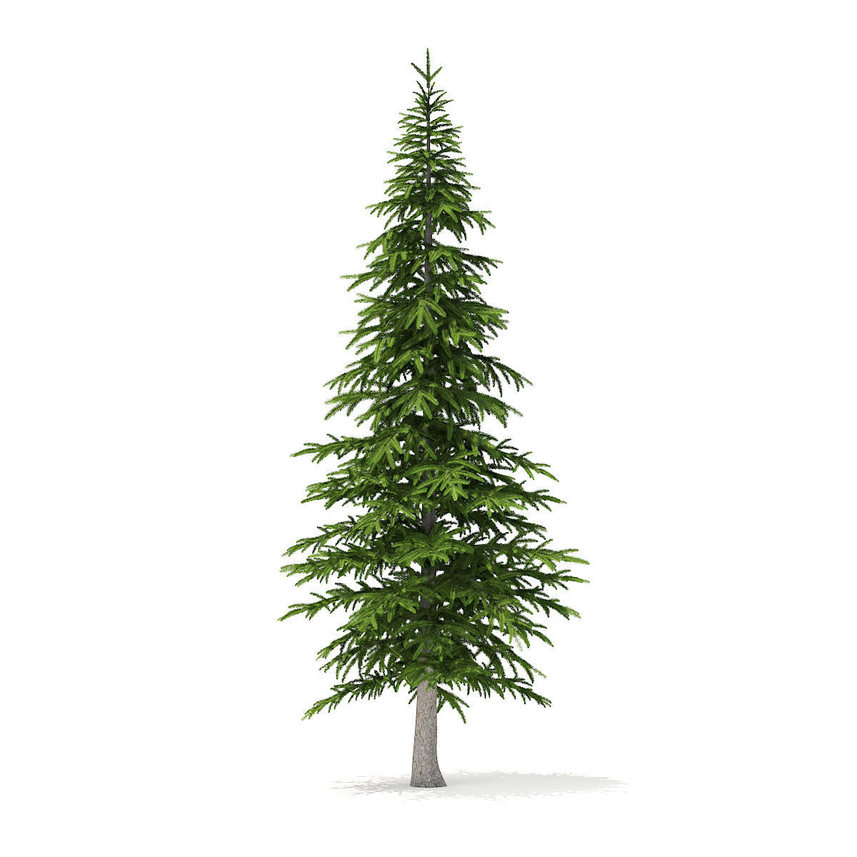 Fir Tree 4point5m