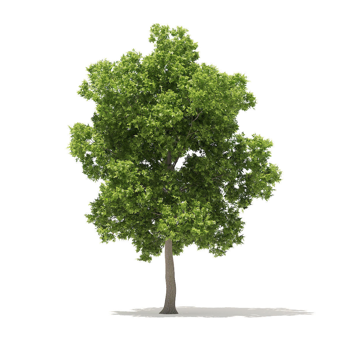 American Elm 8point5m