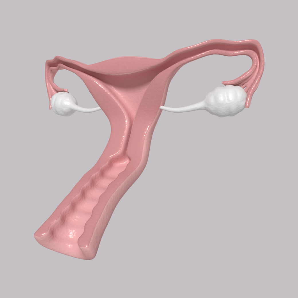 Reproductive System - Female