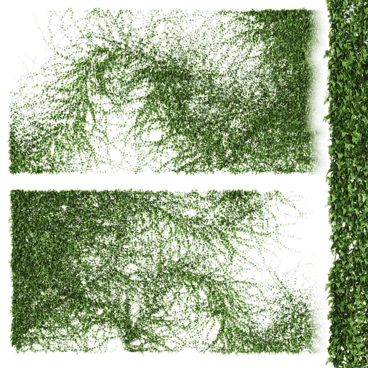 Set of 2 ivy patterns for walls or fence
