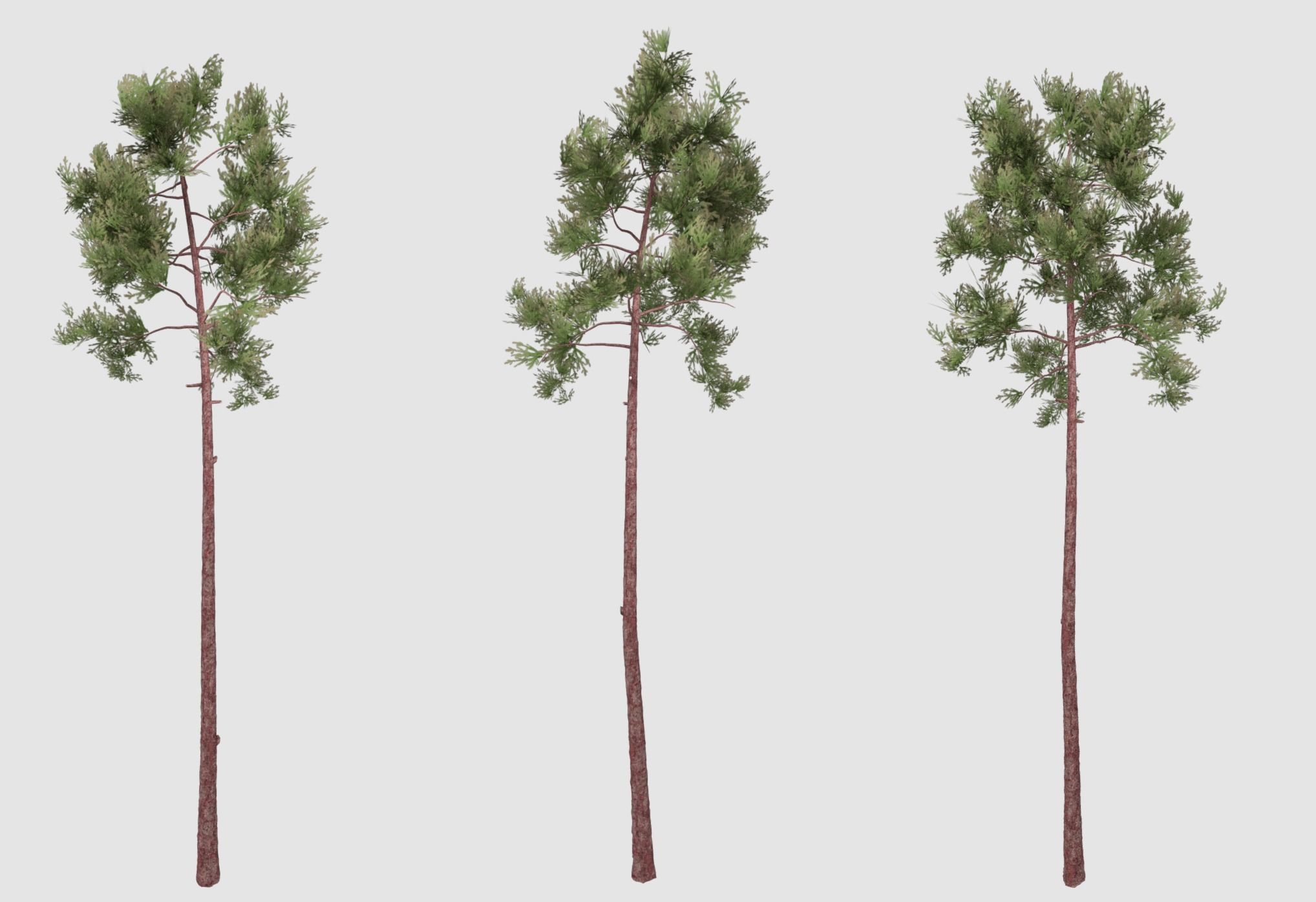 Pine tree