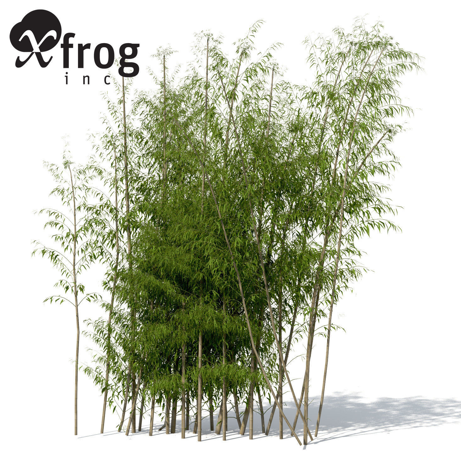XrogPlants Golden Bamboo 3D Model MAX OBJ 3DS C4D LWO LW