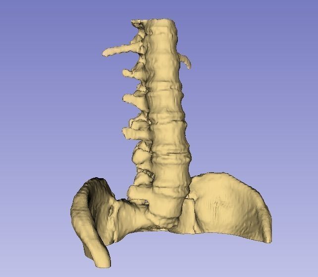 Real Human Vertebral Column