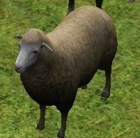 sheep model