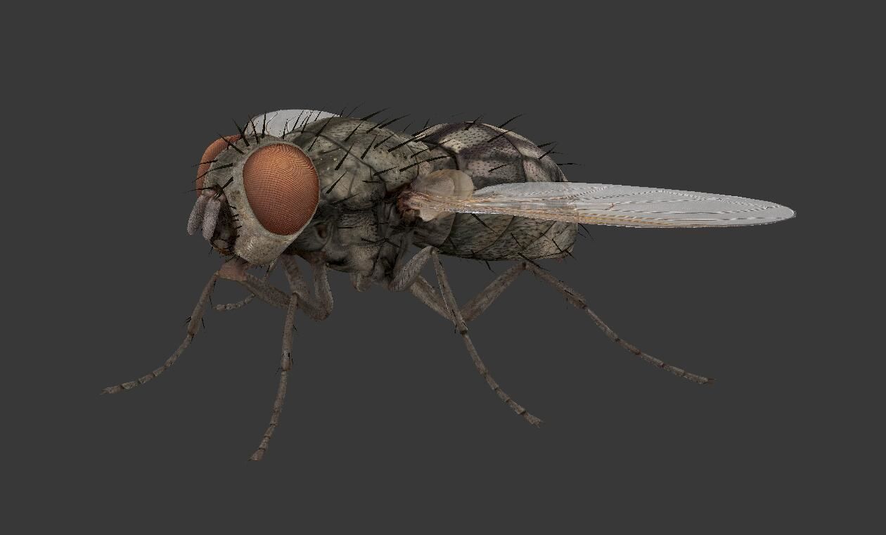 3D model fly housefly VR / AR / low-poly | CGTrader