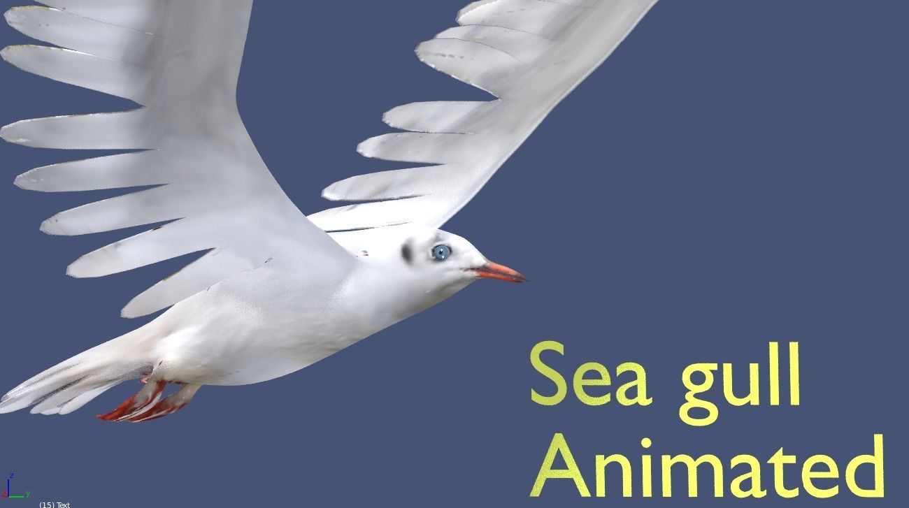 seagull animated