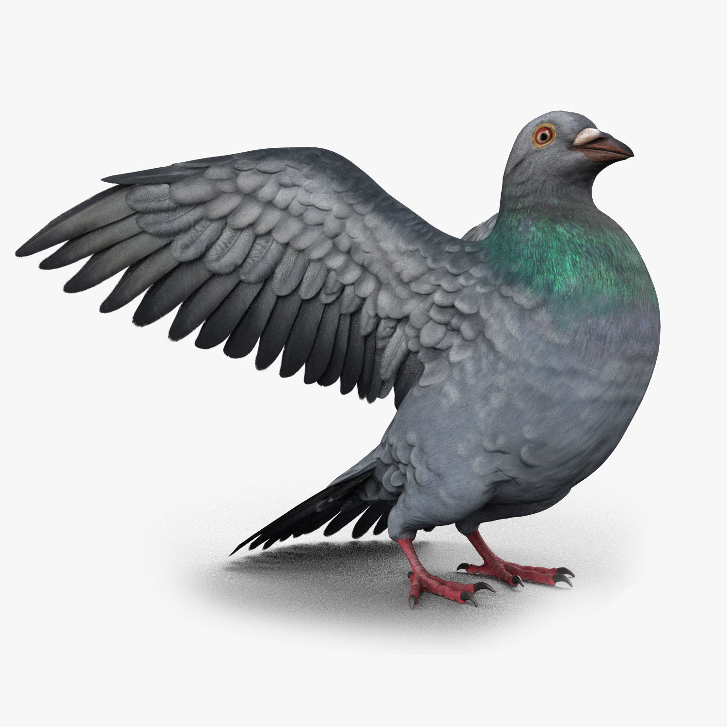 3D model Pigeon Game Ready with wings spread VR / AR / lowpoly CGTrader