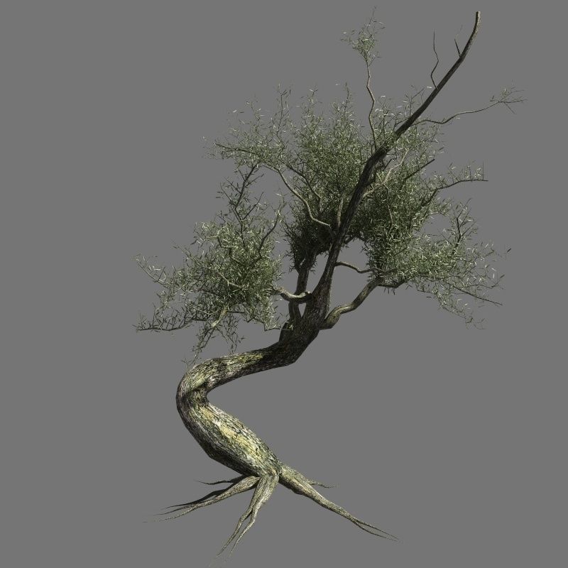 Olive Tree 10 3D model