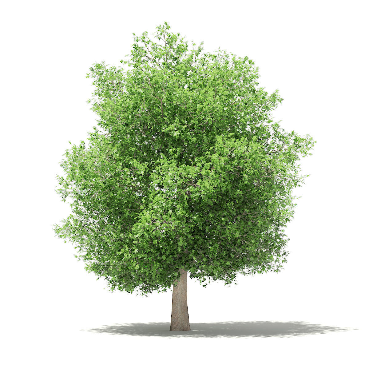 Common Fig Tree