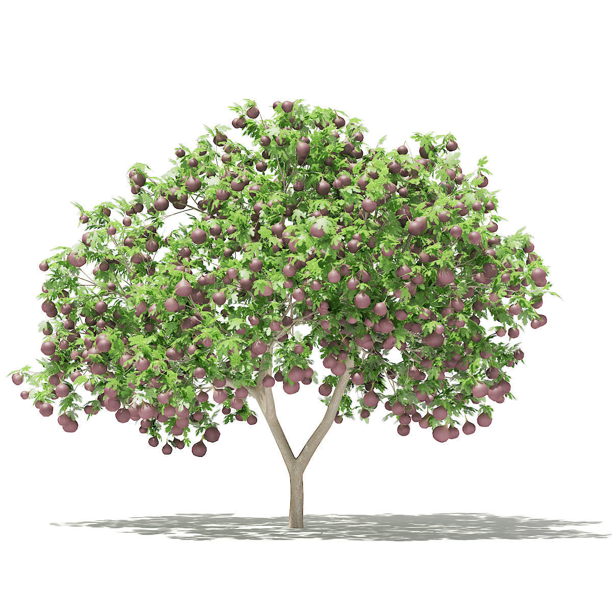 Common Fig Tree with Fruits
