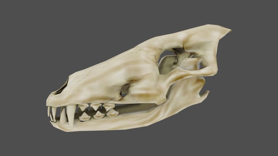 Skull Wolf Low and Hig Poly Pack Low-poly 3D model