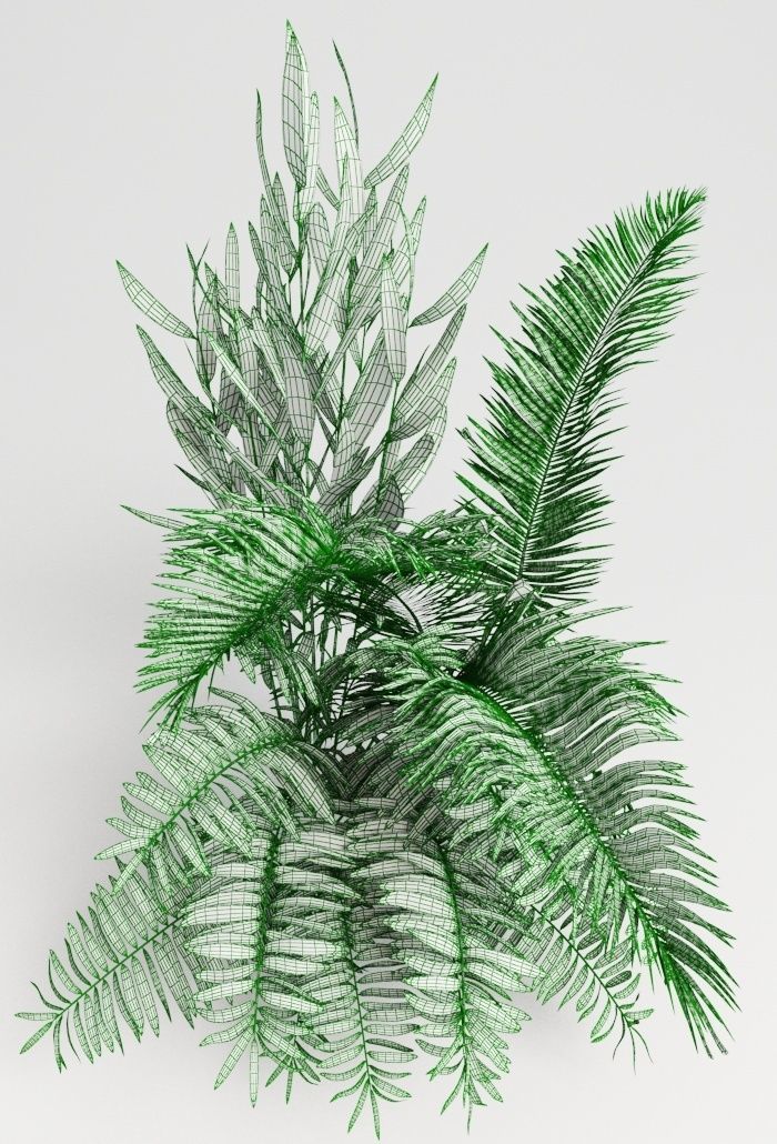 Tropic group of tropical plants 3D model CGTrader