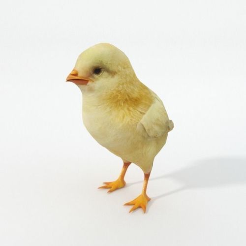 3d model game ready little chicken cgtrader