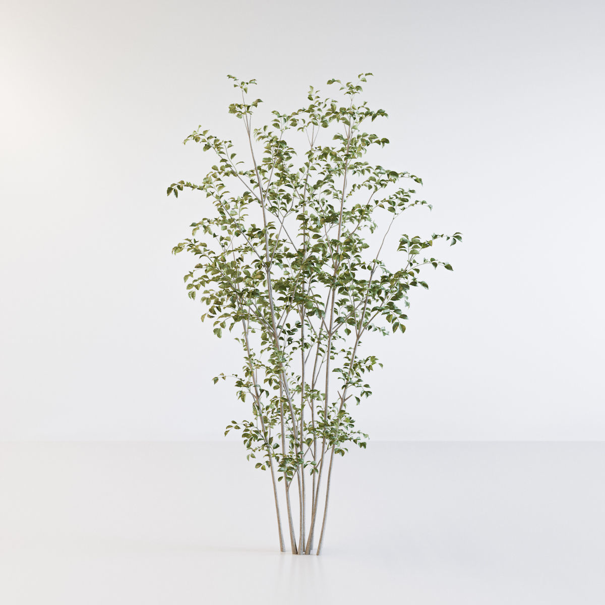 Fraxinus griffithii Tree 2