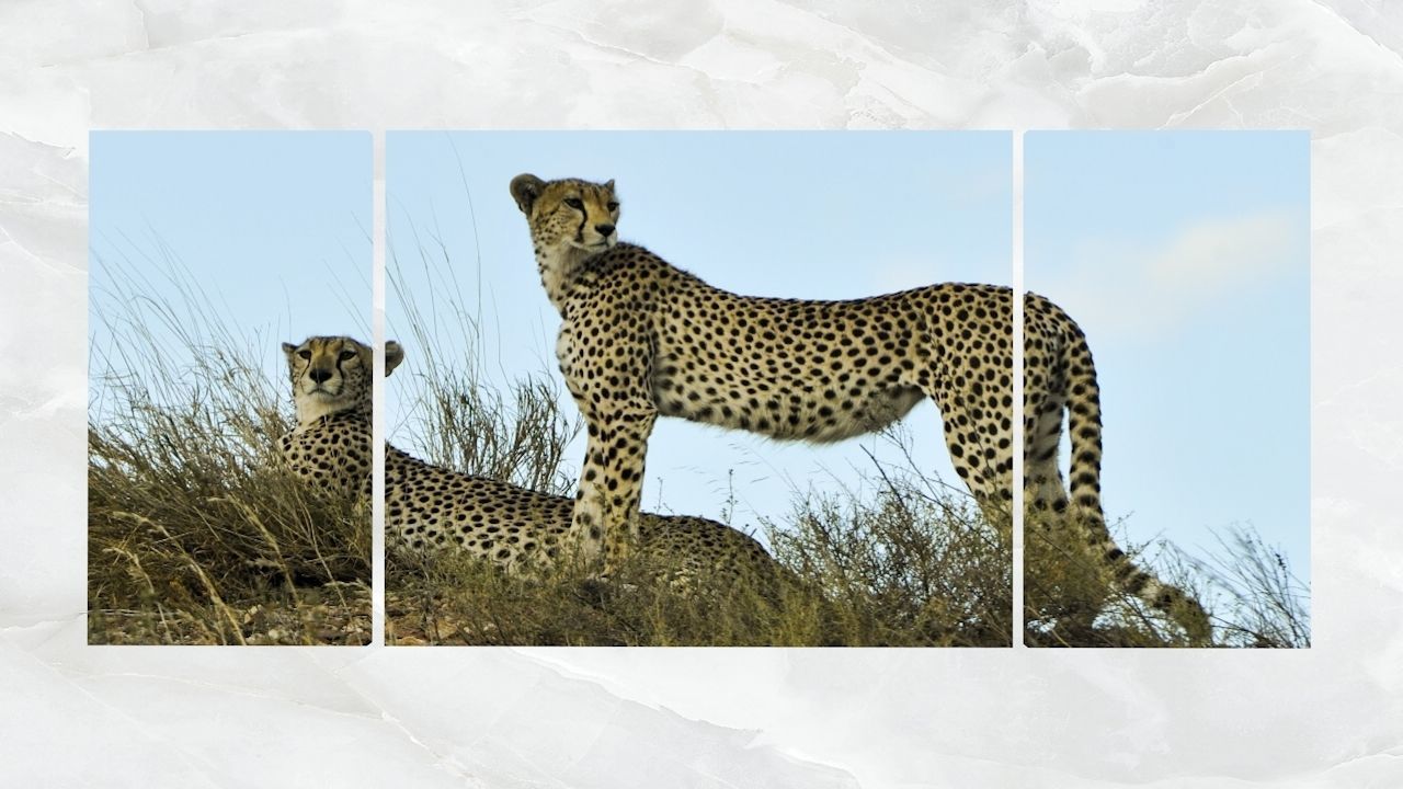 Triptych Wall Art Cheetahs 3d Model Cgtrader